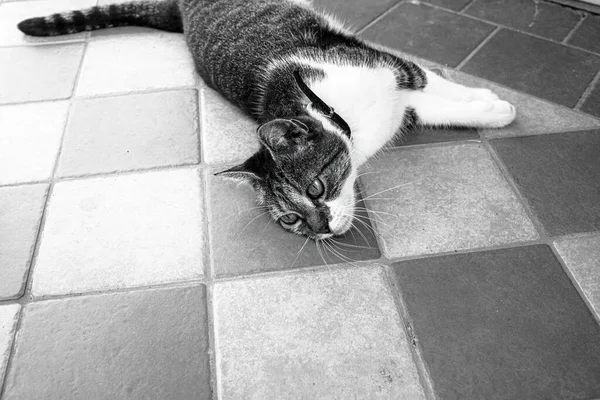 Gato Acostado Suelo Terraza Verano Foto Alta Calidad —  Fotos de Stock