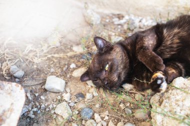 Siyah kedi bahçede çimenlikte dinleniyor. Yüksek kalite fotoğraf