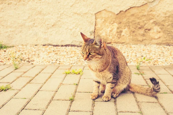 Gato Sentado Pavimento Jardín Foto Alta Calidad — Foto de Stock