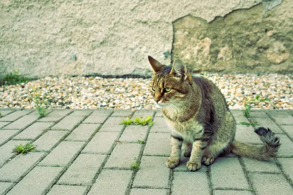 Kočka Sedí Chodníku Zahradě Kvalitní Fotografie — Stock fotografie