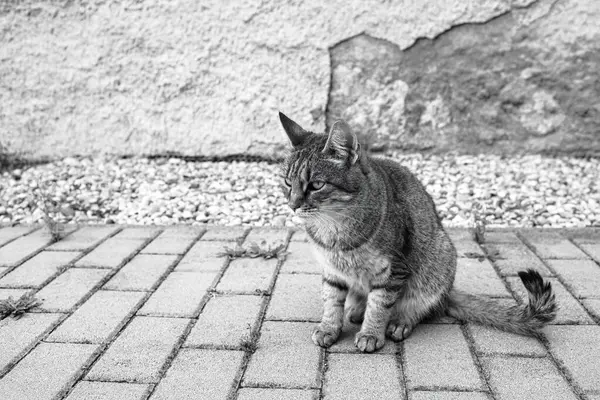 Kot Siedzący Chodniku Ogrodzie Wysokiej Jakości Zdjęcie — Zdjęcie stockowe