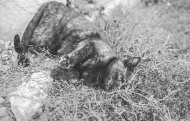 Siyah kedi bahçede çimenlikte dinleniyor. Yüksek kalite fotoğraf