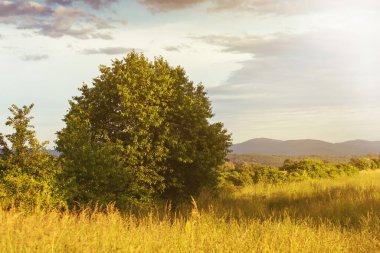 Bulutlu gökyüzüne vurulan yeşil ağaç. Yüksek kalite fotoğraf