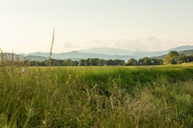 Güneşli bir günde yeşil çayır ve arka planda tepe manzarası. Yüksek kalite fotoğraf