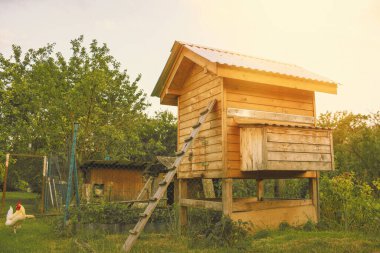 Bahçedeki tavuk evi. Yaz sezonu. Yüksek kalite fotoğraf