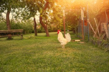 Horoz bahçede otluyor. Yaz mevsimi. Yüksek kalite fotoğraf