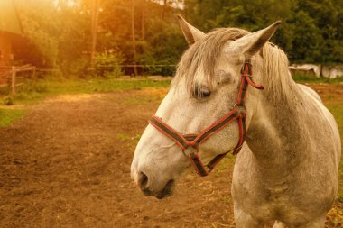 Beyaz bir evin portresi. Yüksek kalite fotoğraf