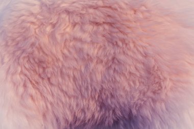 Koyun derisi yapıları. Koyun kürküne yakın. Yüksek kalite fotoğraf