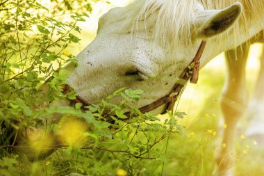 Yeşil çayırda at otluyor. Yüksek kalite fotoğraf