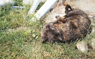Siyah kedi bahçede çimenlikte dinleniyor. Yüksek kalite fotoğraf