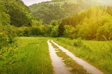 Güzel doğal çevrede bir yol var. Yüksek kalite fotoğraf