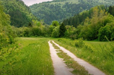 Güzel doğal çevrede bir yol var. Yüksek kalite fotoğraf