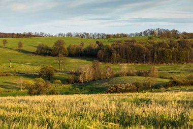 Güneşli bir günde çayır. Yüksek kalite fotoğraf