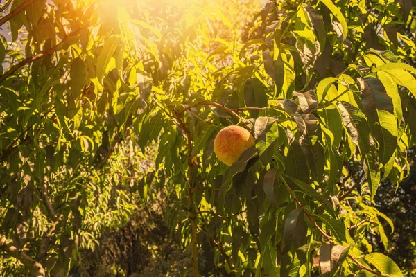 Peaches growing on a tree in the garden.Summer season. High quality photo