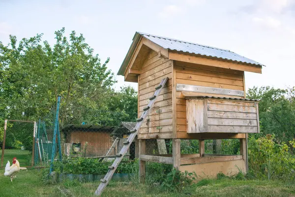Bahçedeki tavuk evi. Yaz sezonu. Yüksek kalite fotoğraf