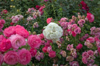 Saray bahçesinde büyüyen güller. Yazın güneşli bir gün. Yüksek kalite fotoğraf