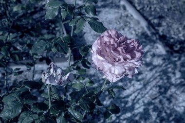 Saray bahçesinde büyüyen güller. Yazın güneşli bir gün. Yüksek kalite fotoğraf