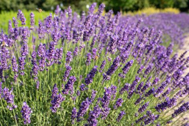 Macaristan 'ın Godollo Kraliyet Sarayı bahçesinde lavanta. Yüksek kalite fotoğraf