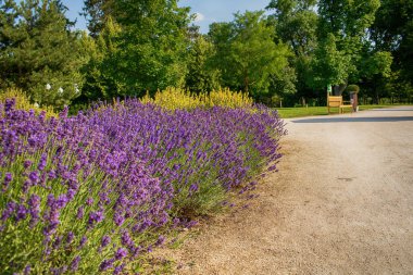 Macaristan 'ın Godollo Kraliyet Sarayı bahçesinde lavanta. Yüksek kalite fotoğraf