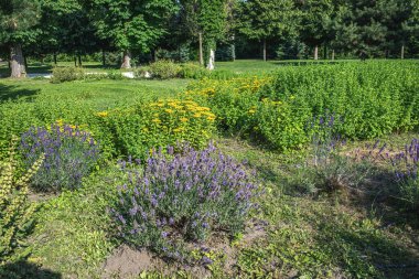 Macaristan 'ın Godollo Kraliyet Sarayı bahçesinde lavanta. Yüksek kalite fotoğraf