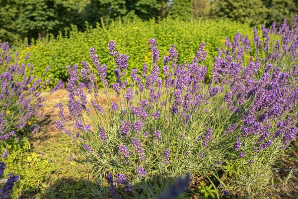 stock image Lavender in garden at Royal Palace of Godollo,Hungary.Summer season. High quality photo