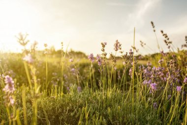 Macaristan 'ın Tihany yarımadasındaki lavanta tarlası. Yüksek kalite fotoğraf