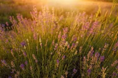 Macaristan 'ın Tihany yarımadasındaki lavanta tarlası. Yüksek kalite fotoğraf