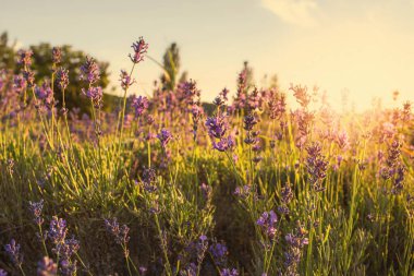 Macaristan 'ın Tihany yarımadasındaki lavanta tarlası. Yüksek kalite fotoğraf
