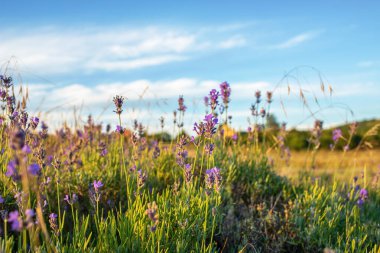 Macaristan 'ın Tihany yarımadasındaki lavanta tarlası. Yüksek kalite fotoğraf