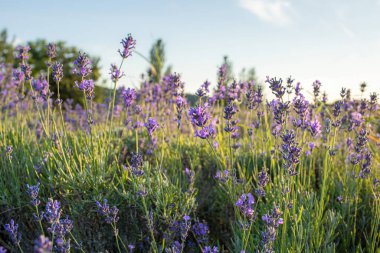 Macaristan 'ın Tihany yarımadasındaki lavanta tarlası. Yüksek kalite fotoğraf