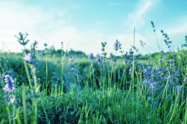 Macaristan 'ın Tihany yarımadasındaki lavanta tarlası. Yüksek kalite fotoğraf