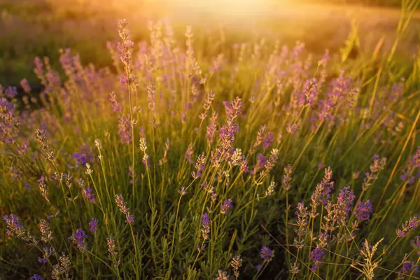 Macaristan 'ın Tihany yarımadasındaki lavanta tarlası. Yüksek kalite fotoğraf