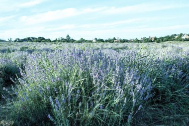 Macaristan 'ın Tihany yarımadasındaki lavanta tarlası. Yüksek kalite fotoğraf
