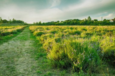Macaristan 'ın Tihany yarımadasındaki lavanta tarlası. Yüksek kalite fotoğraf