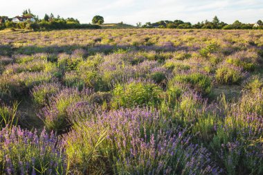 Macaristan 'ın Tihany yarımadasındaki lavanta tarlası. Yüksek kalite fotoğraf