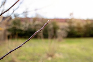 Bahar mevsiminde bahçede elma ağacı dalları. Yüksek kalite fotoğraf