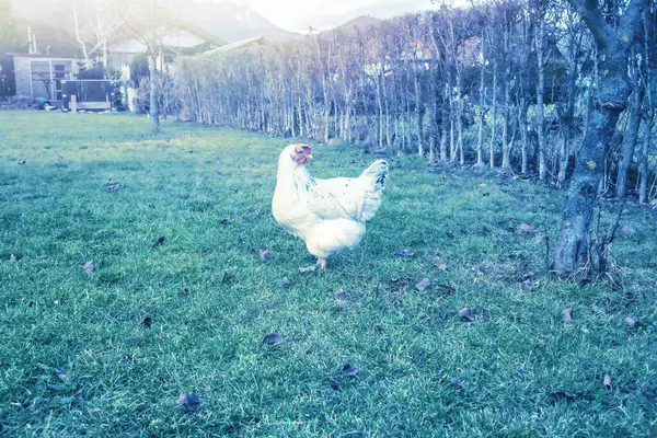 Chicken grazing in garden.Spring season. High quality photo