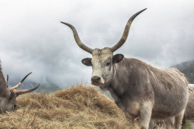 Hayvan çiftliğindeki Macar gri sığırları. Yüksek kalite fotoğraf