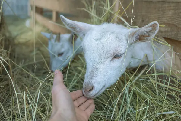 Hand feeding baby goats on animal farm.High quality photo. High quality photo