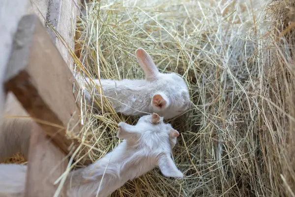 Baby goats on animal farm.High quality photo. High quality photo