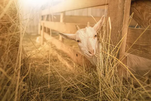 Baby goats on animal farm.High quality photo. High quality photo