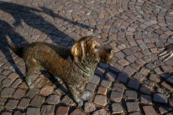 Macaristan 'ın Szolnok kentindeki Kossuth Meydanı' nda bulunan bronz köpek heykeli. Yüksek kalite fotoğraf