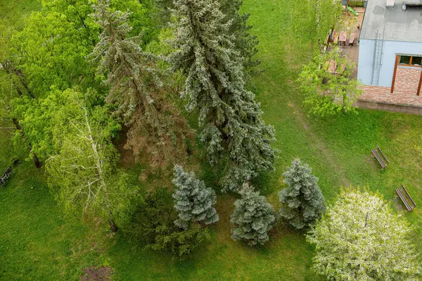 Apartmanın balkonundan bir görüntü. Baharda şehir parkı. Yüksek kalite fotoğraf