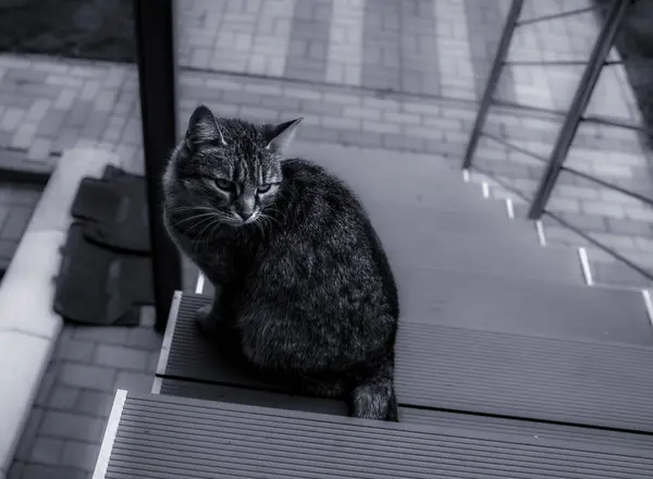 Tekir kedi evin yanındaki merdivenlerde oturuyor. Yüksek kalite fotoğraf