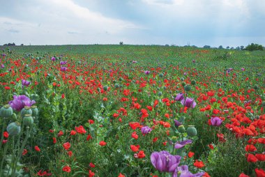 Güzel gelincik tarlası. Kırmızı ve mor gelincik çiçekleri. Mayıs 2023. Yüksek kalite fotoğraf
