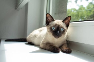 Güzel siyam kedisi portresi. Pencere kenarında rahatlayan kedi. Yüksek kalite fotoğraf