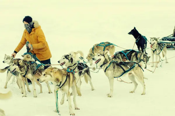 stock image Dog sled with musher at Donovaly,Slovakia. High quality photo