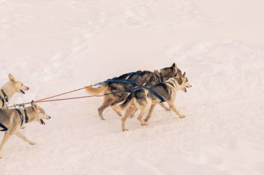 Slovakya, Donovaly 'de kızakla kızak çekmiş. Yüksek kalite fotoğraf