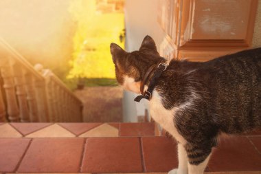 Yetişkin kedi evin köşesinden bizi izliyor. Yüksek kalite fotoğraf