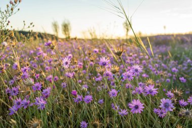 Akşam güneşinde Tihany Yarımadası 'nda mor çiçek çayırı. Yüksek kalite fotoğraf